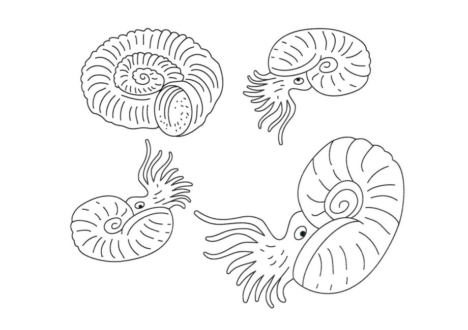 Page de Coloriage d'Ammonites Mollusques